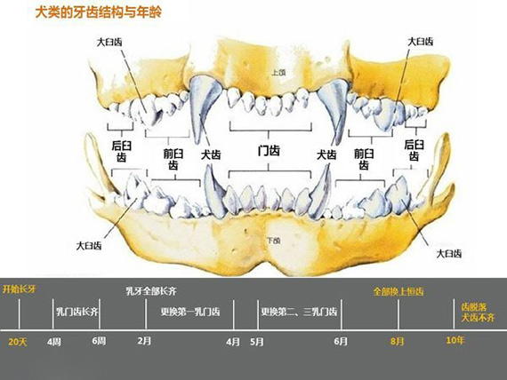 狗狗牙齿年龄图解 狗狗年龄牙齿对照表