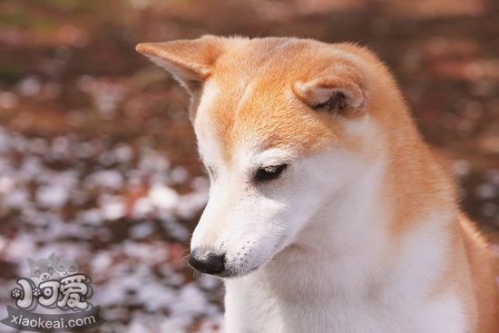 柴犬咳嗽怎么办 柴犬咳嗽治疗方法