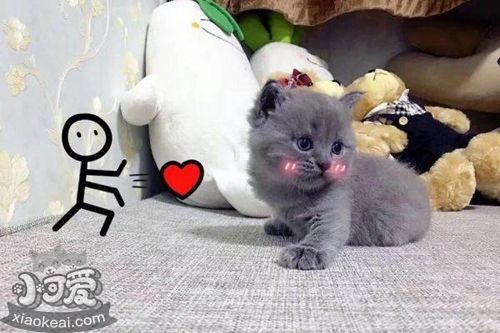 俄罗斯蓝猫肝硬化怎么治疗 猫咪肝硬化临床症状