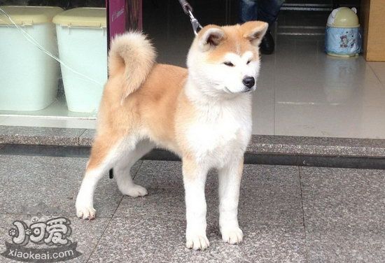 秋田犬感冒吃什么药 秋田犬感冒治疗方法1