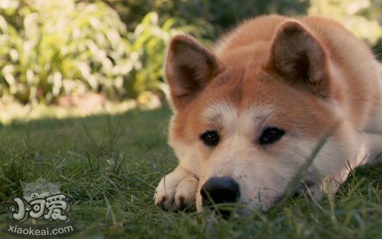 秋田犬掉毛严重怎么办 秋田犬掉毛厉害解决方法