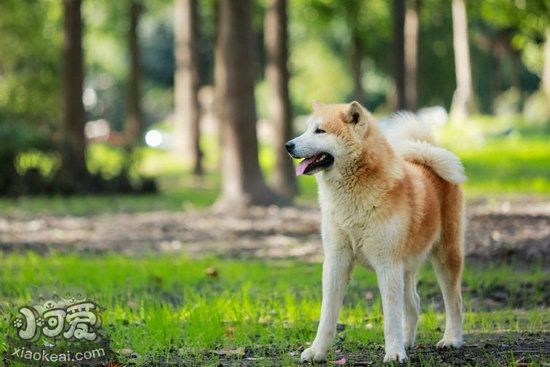 秋田犬夏天厌食怎么办 秋田犬夏天不吃东西解决方法1