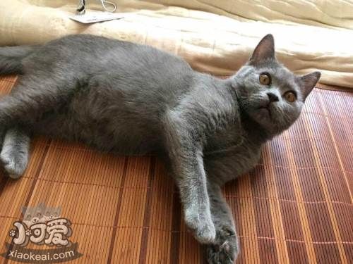 怎么训练俄罗斯蓝猫和你握手 猫猫握手训练小技巧