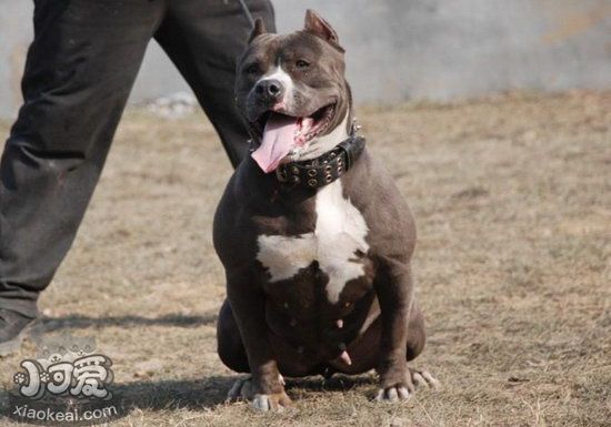 美国恶霸犬幼犬什么时候断奶 恶霸犬幼犬怎么断奶方法1