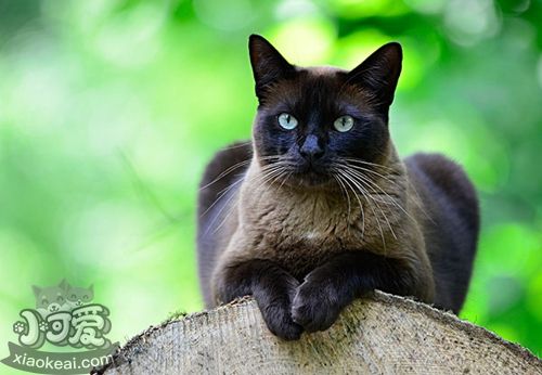 怎么训练东奇尼猫装死 东奇尼猫装死训练