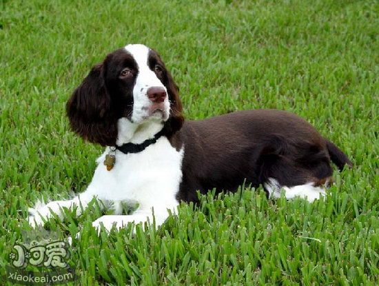 史宾格犬发烧怎么降温 史宾格犬发烧治疗方法1