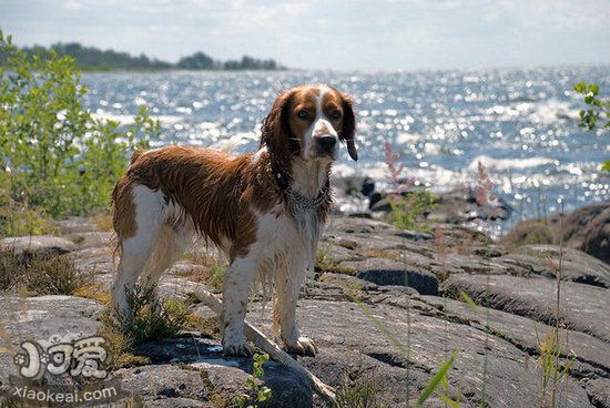 史宾格犬皮肤病怎么治疗 史宾格犬皮肤病治疗方法汇总1