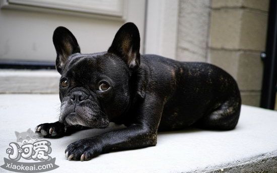 法斗幼犬怎么训练 法国斗牛犬幼犬训练心得1