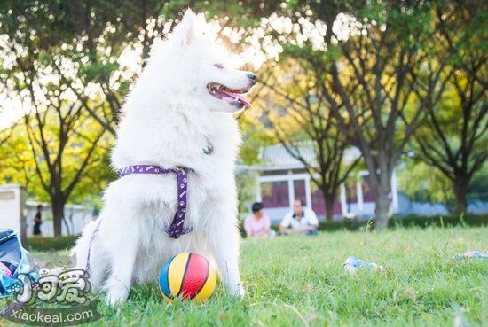 银狐犬呕吐怎么办 银狐犬呕吐治疗方法1