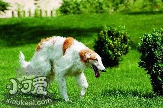 苏俄猎狼犬每天吃多少 苏俄猎狼犬食量介绍