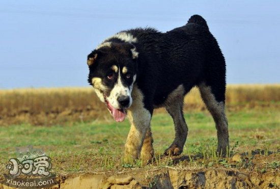 中亚牧羊犬细小怎么治疗 中亚牧羊犬细小病毒治疗方法1