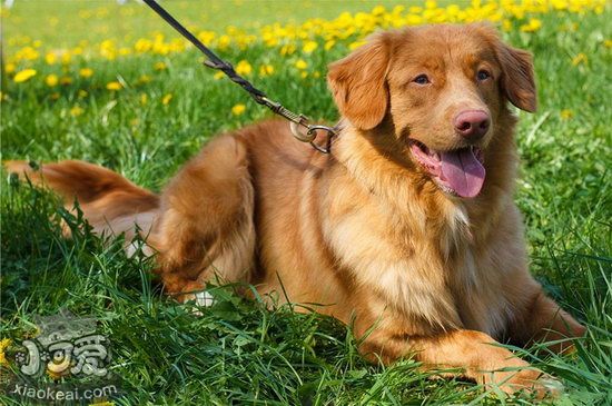 新斯科舍猎鸭寻猎犬怎么洗澡步骤流程1