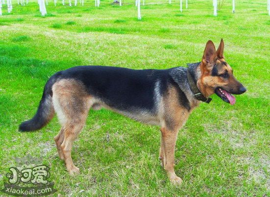 昆明犬吃什么狗粮好 昆明犬狗粮选择推荐3