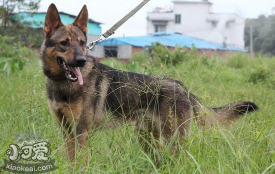 昆明犬耳朵怎么清洁 昆明犬耳朵清洁护理方法1