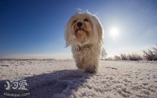 哈瓦那犬感冒怎么办 哈瓦那犬感冒治疗方法1