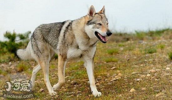 捷克狼犬怎么洗澡 捷克狼犬洗澡方法及注意事项1