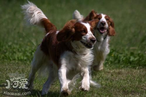 威尔士跳猎犬抽搐怎么办 威尔士跳猎犬抽搐解决办法