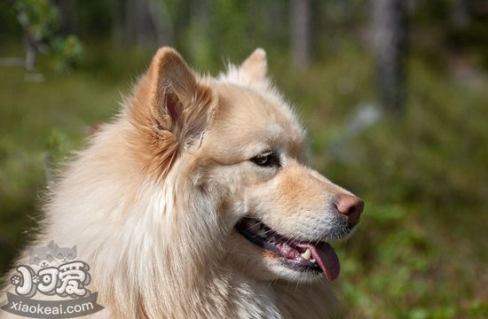 芬兰拉普猎犬毛发怎么梳理 芬兰拉普猎犬美容介绍