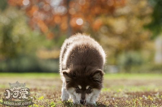 芬兰拉普猎犬鼻子有点干是怎么了