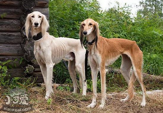 萨路基猎犬有咽炎怎么办 萨路基猎犬咽炎预防治疗方法1