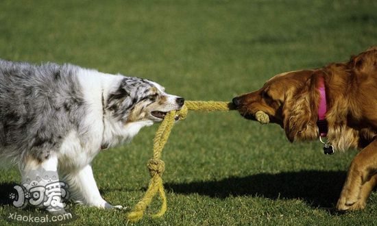 怎么预防澳大利亚牧羊犬中暑 澳洲牧羊犬预防中暑方法