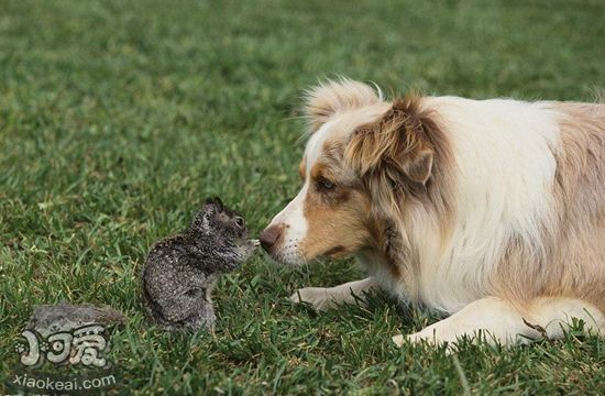 澳大利亚牧羊犬呕吐怎么回事 澳洲牧羊犬呕吐原因介绍