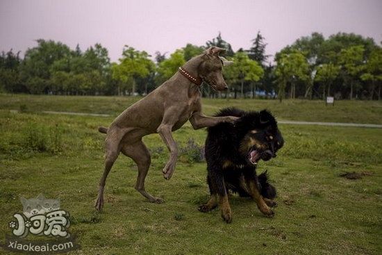 威玛猎犬卧倒怎么训练 威玛猎犬卧下训练流程1