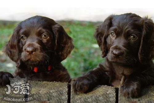 博伊金猎犬异食癖怎么办 异食癖原因及治疗方法