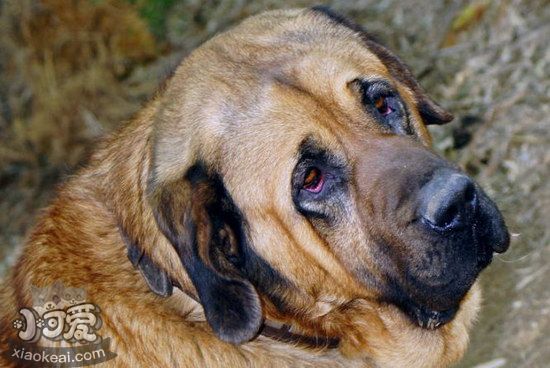 马士提夫犬牙齿怎么清洁 马士提夫獒犬口腔护理方法1