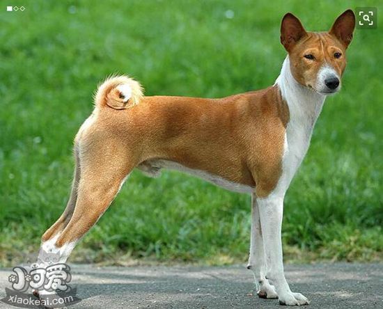 巴仙吉犬养之前要准备什么 巴仙吉犬饲养准备