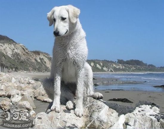 怎么训练库瓦兹犬握手 库瓦兹犬握手训练