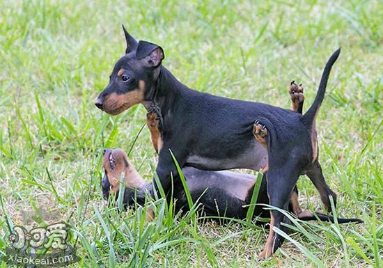 玩具曼彻斯特犬好养吗 玩具曼彻斯特犬饲养介绍