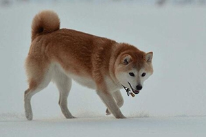 挪威布哈德犬细小病毒有什么症状 犬细小病毒症状介绍