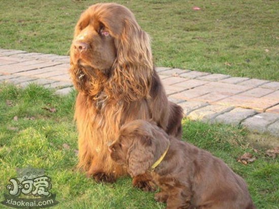 苏塞克斯猎犬怎么训练取东西 苏塞克斯猎犬取东西训练