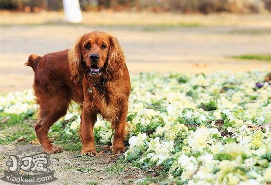 如何训练田野小猎犬不乱咬人 田野小猎犬咬人纠正方法1