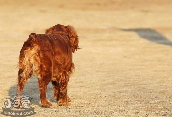 怎么训练田野小猎犬站立 田野小猎犬站立训练心得1