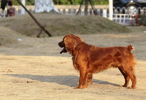 田野小猎犬怎么驱虫 田野小猎犬寄生虫防治方法