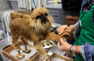 布鲁塞尔格里芬犬细小常见症状有什么