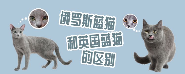 俄罗斯蓝猫和英国蓝猫的区别