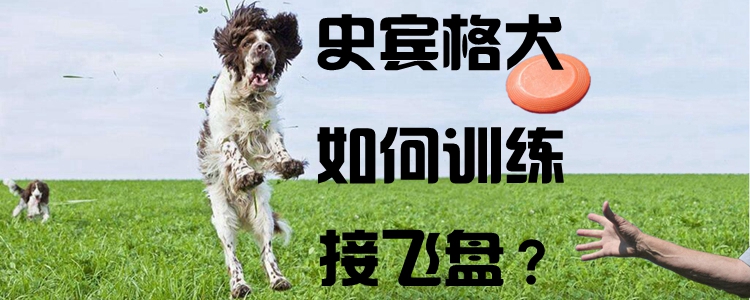 史宾格犬如何训练接飞盘