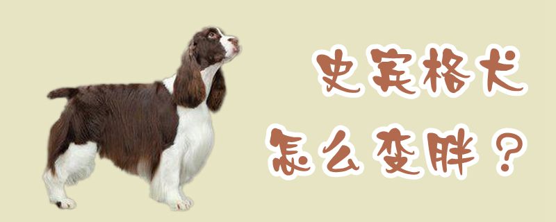 史宾格犬怎么变胖