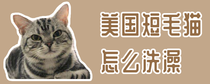 美国短毛猫怎么洗澡