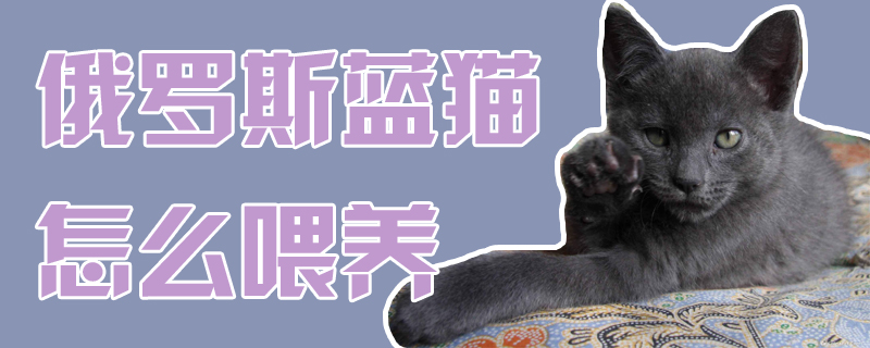 俄罗斯蓝猫怎么喂养