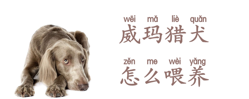 威玛猎犬怎么喂养