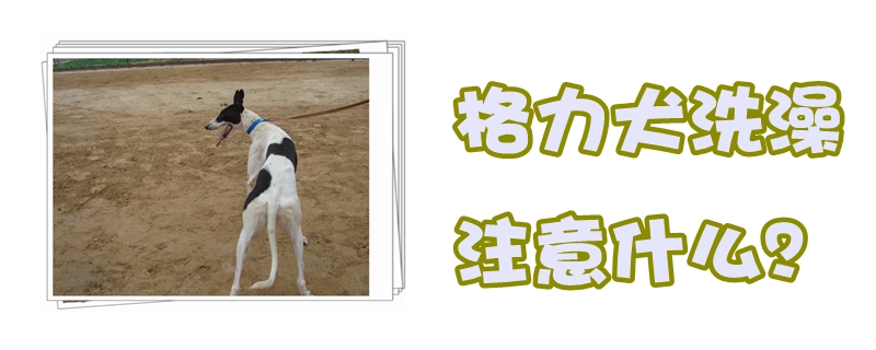 格力犬洗澡注意什么