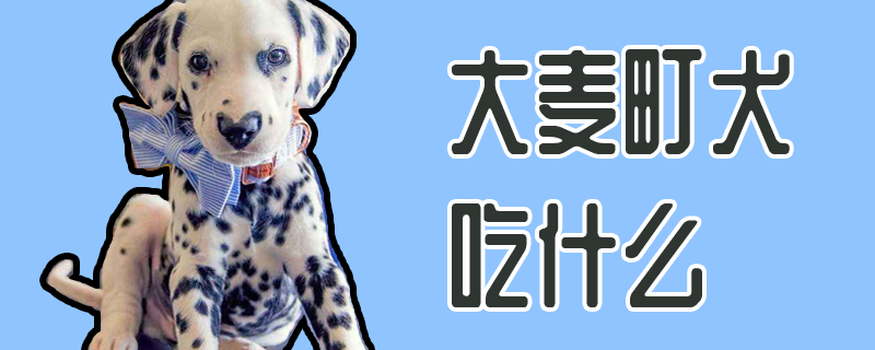 大麦町犬吃什么