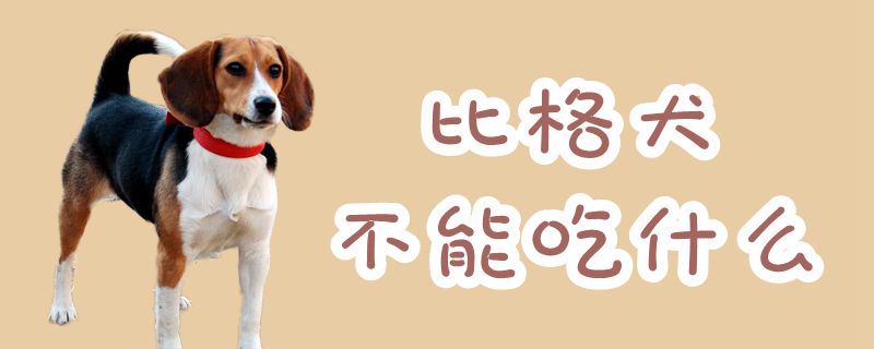 比格犬不能吃什么