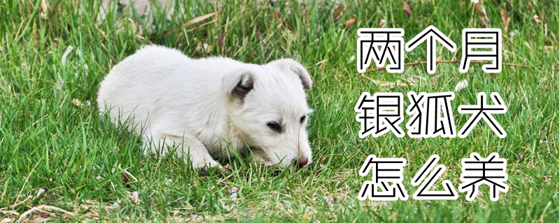 两个月银狐犬怎么养