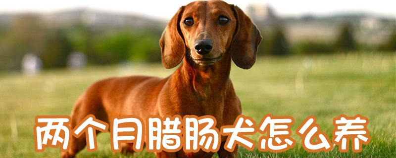 两个月腊肠犬怎么养