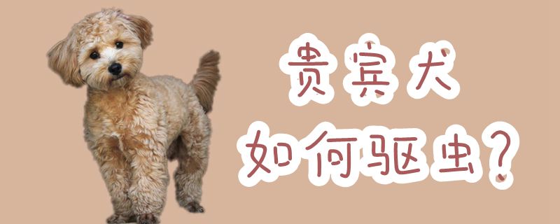 贵宾犬如何驱虫